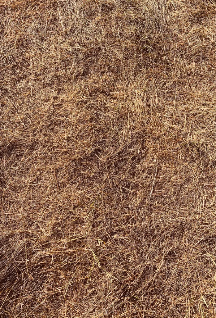 big-bully-turf-dead-brown-grass