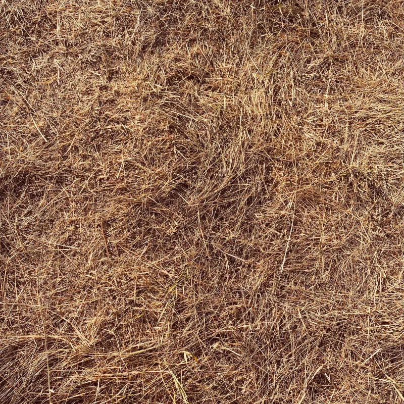 big-bully-turf-dead-brown-grass