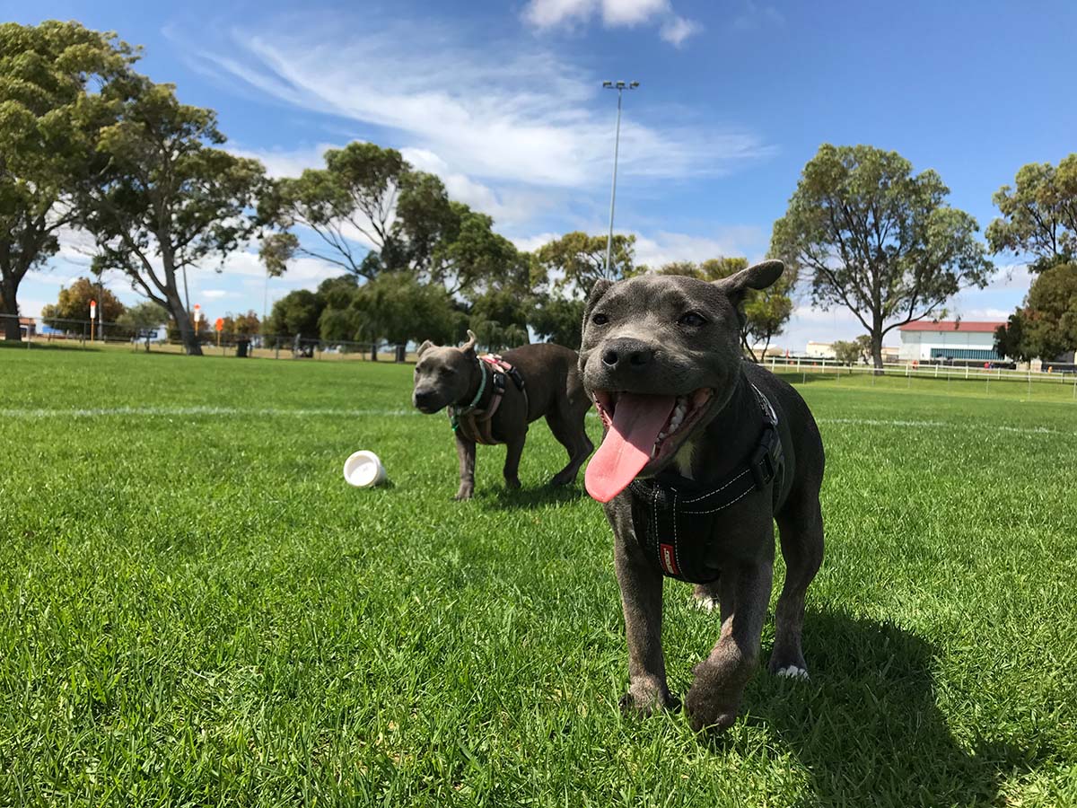 Exploring Canine Paradise: The Top 5 Dog Parks in San Diego