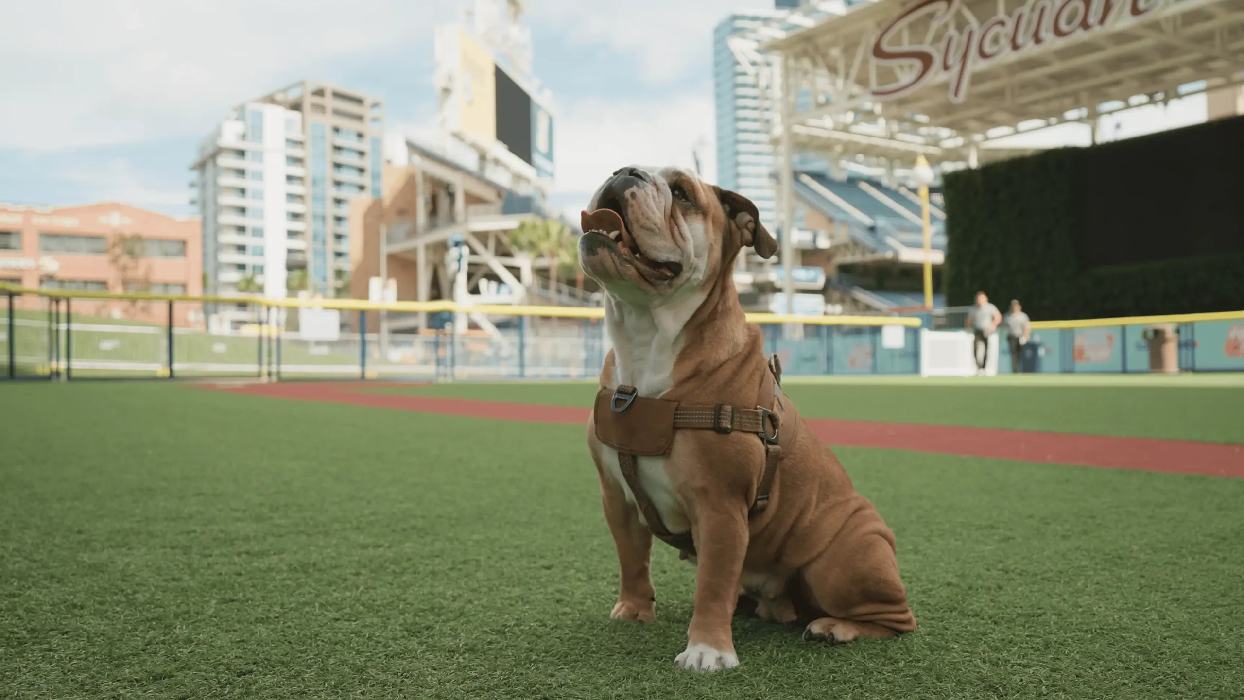 Artificial grass installation for pets by Big Bully Turf