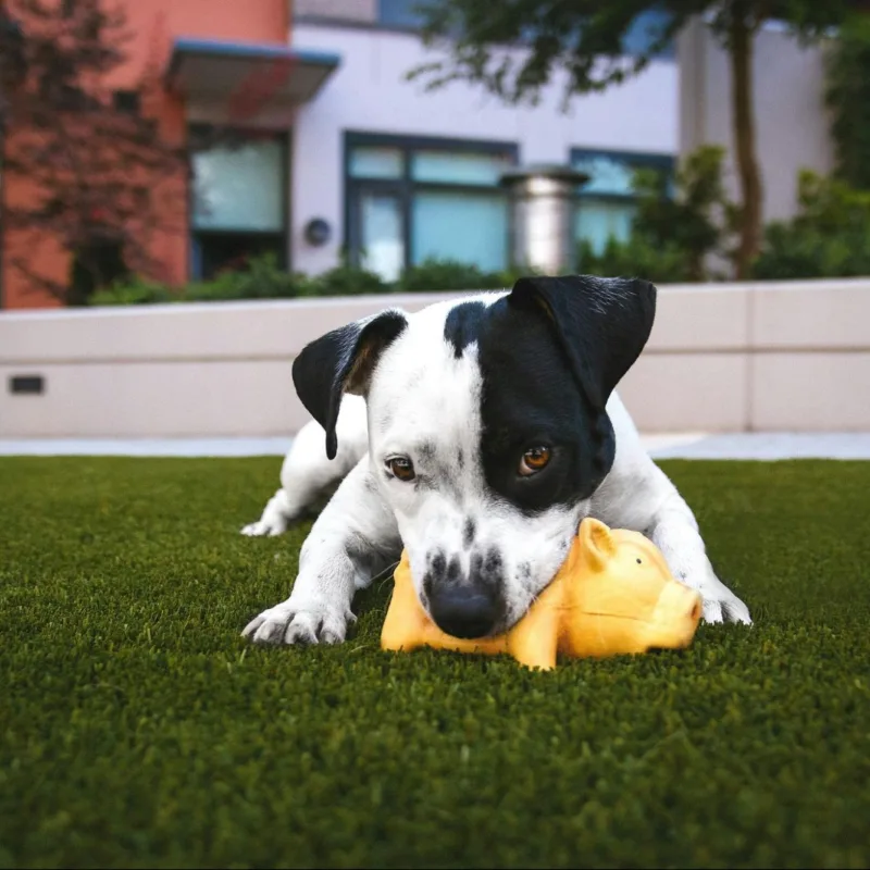 big-bully-turf-puppy-on-fake-grass-chew-toy