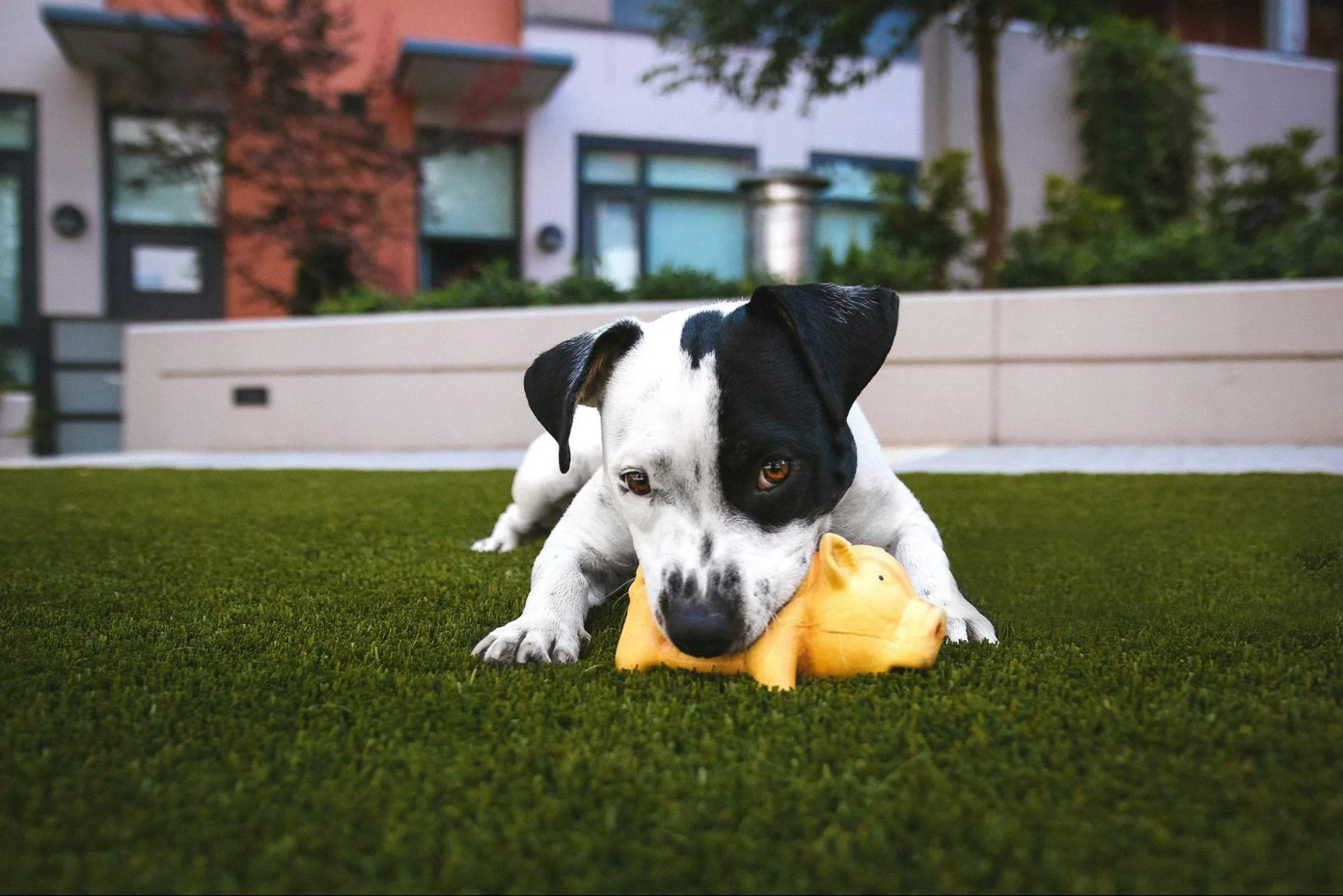 For Our Furry Friends: Fake Grass For Dogs