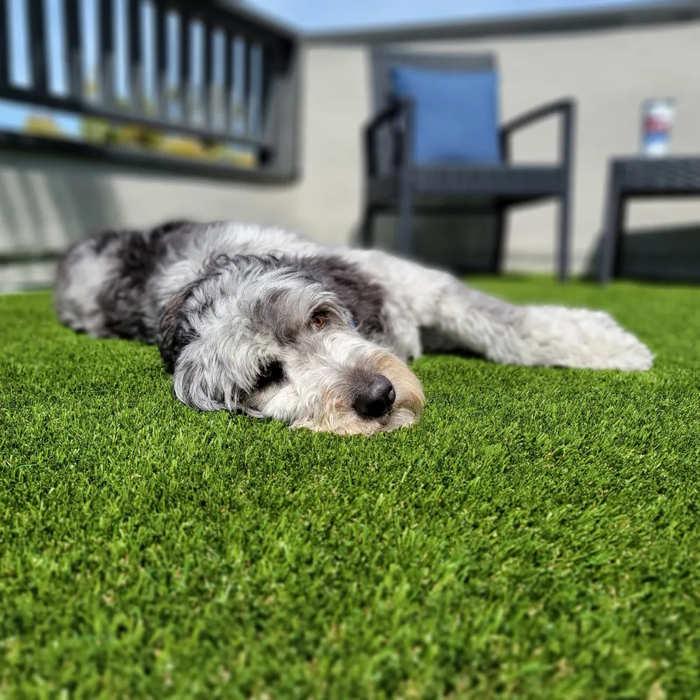 dogs and pets love the feel of artificial grass