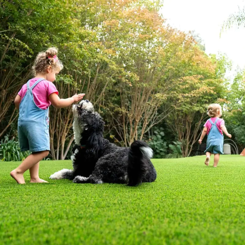Kids and pets playing and safe artificial grass