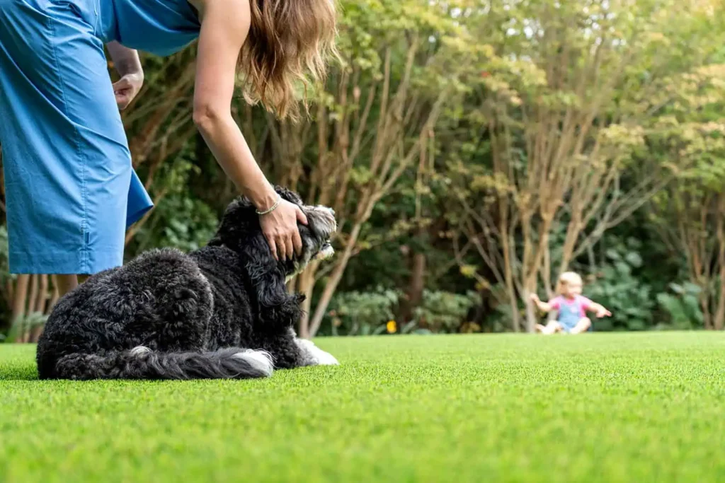 Pet safe artificial turf from big bully turf