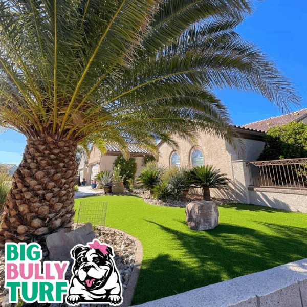 BBT Digital Website Images Buggeed (103)