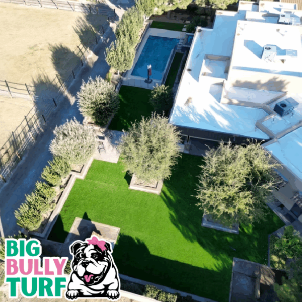 BBT Digital Website Images Buggeed (21)