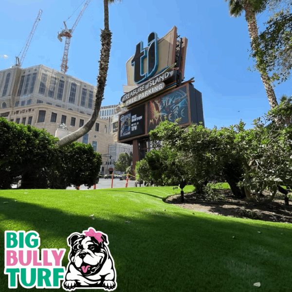 BBT Digital Website Images Buggeed (48)