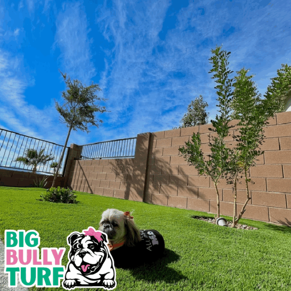 BBT Digital Website Images Buggeed (64)