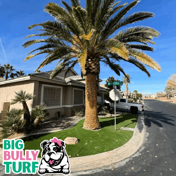 BBT Digital Website Images Buggeed (74)