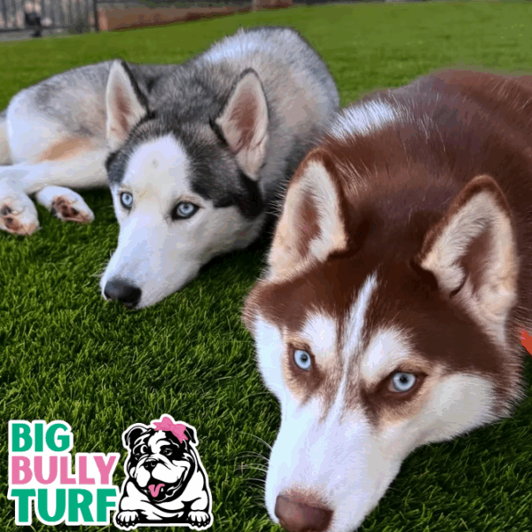 BBT Digital Website Images Buggeed (81)