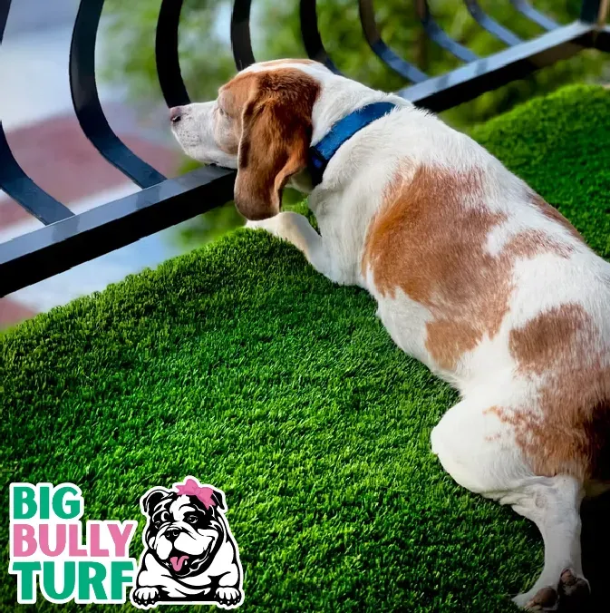 Dog enjoying durable pet turf in sunny outdoor setting