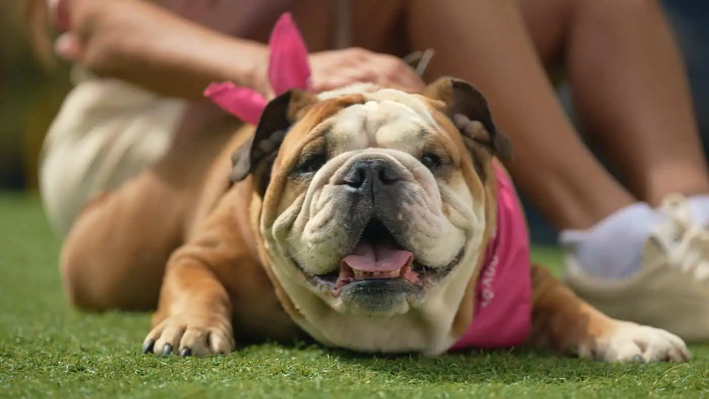 Artificial Grass for Dogs